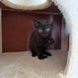 Chat bona à l adoption #3
