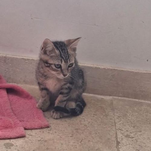 Chat flash à l adoption