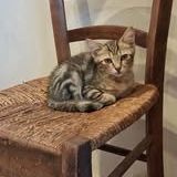 Chat flash à l adoption #2