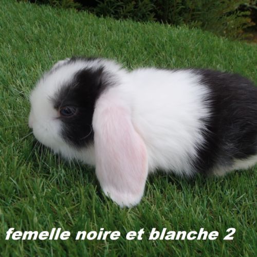 Lapins béliers nains minilops #3