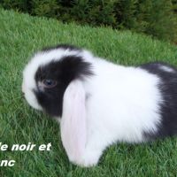Lapins béliers nains minilops #1