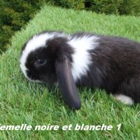 Lapins béliers nains minilops #2