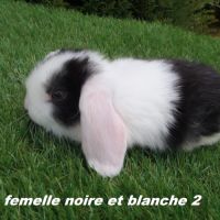 Lapins béliers nains minilops #3