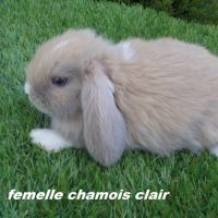 Lapins béliers nains minilops