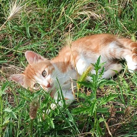 Chat olive à l adoption