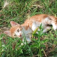 Chat olive à l adoption