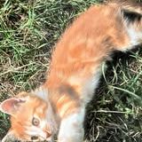 Chat olive à l adoption #2