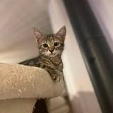 Chat perle à l adoption #2