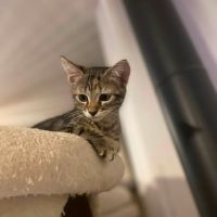 Chat perle à l adoption