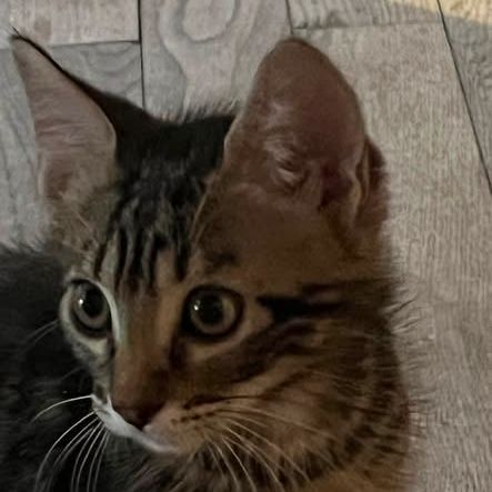 Chat porthos à l adoption