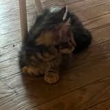 Chat porthos à l adoption #2