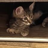 Chat porthos à l adoption #4