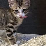 Chat thelma à l adoption #2