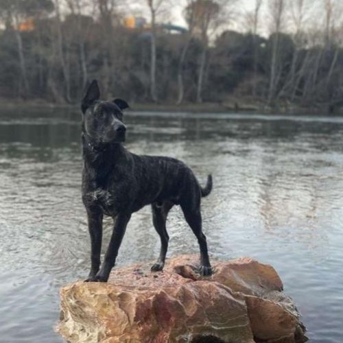 À adopter chien type berger 4 ans #0