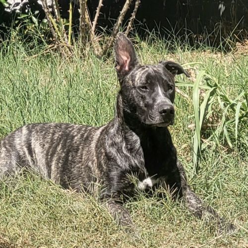 À adopter chien type berger 4 ans #3