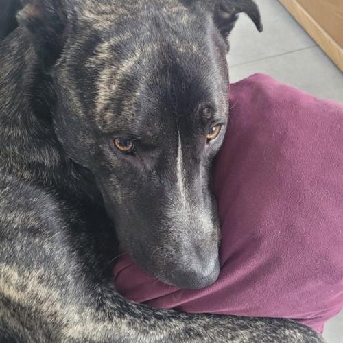 À adopter chien type berger 4 ans #4