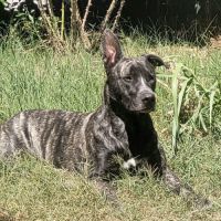 À adopter chien type berger 4 ans #3