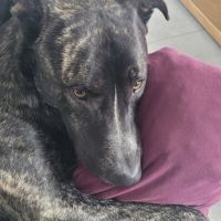 À adopter chien type berger 4 ans #4