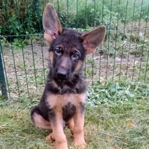 Chiots berger allemand pure race lof