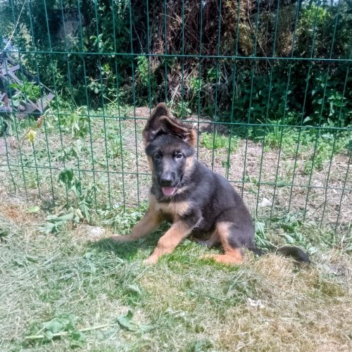 Chiots berger allemand pure race lof #2