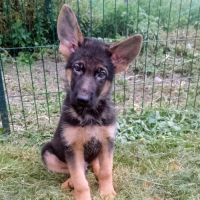 Chiots berger allemand pure race lof