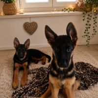 Chiots berger allemand pure race lof #3