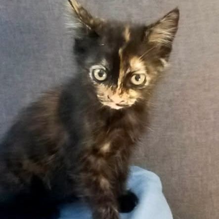 Chat sally à l adoption