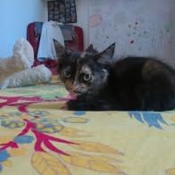 Chat sally à l adoption #2