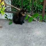 Chat sally à l adoption #3