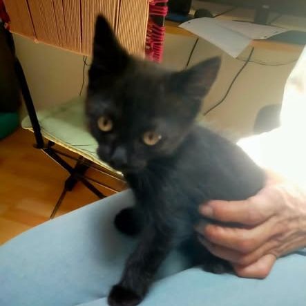 Chat pepper à l adoption