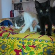 Chat pepper à l adoption #3