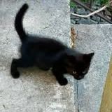 Chat pepper à l adoption #2