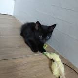 Chat reglisse à l adoption #2