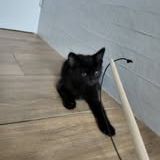 Chat reglisse à l adoption #3