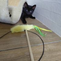 Chat reglisse à l adoption #0
