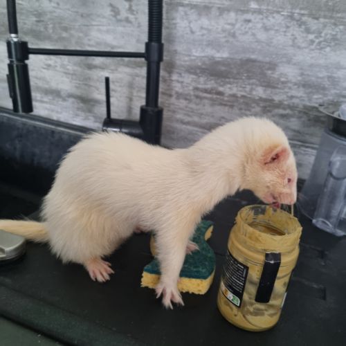 Jeune furet disponible #1