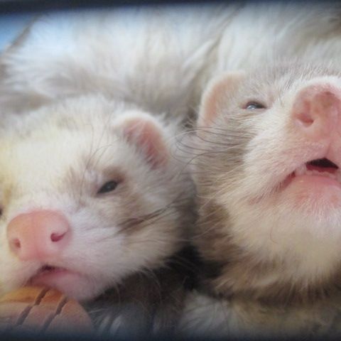Jeune furet disponible #2