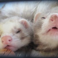 Jeune furet disponible #2