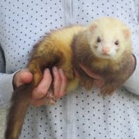 Jeune furet disponible #3
