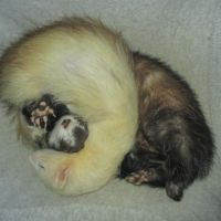 Jeune furet disponible
