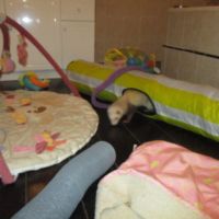 Jeune furet disponible