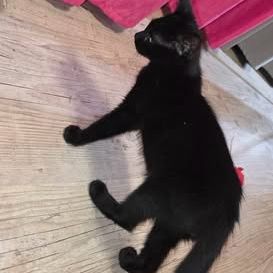 Chat astro à l adoption