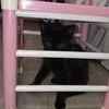 Chat astro à l adoption #2