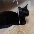 Chat astro à l adoption #4