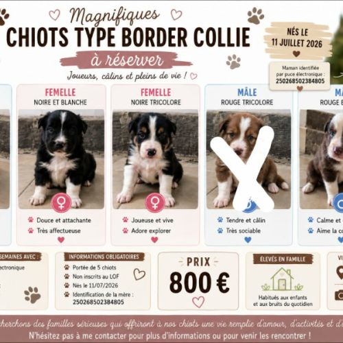 Chiots border collie #2