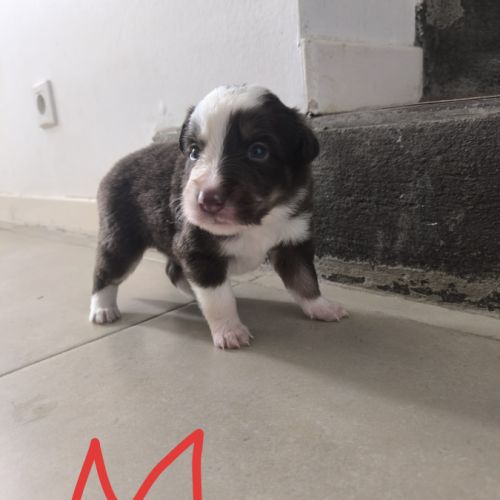 Chiots border collie #0