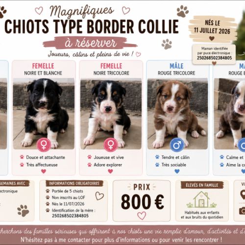 Chiots border collie