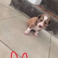 Chiots border collie #1