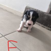 Chiots border collie #1
