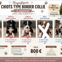 Chiots border collie #2